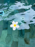 White flower with a yellow center floating on water