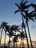 Silhouettes of palm trees against a sunset sky
