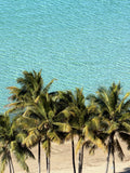 Palm Tree paradise
