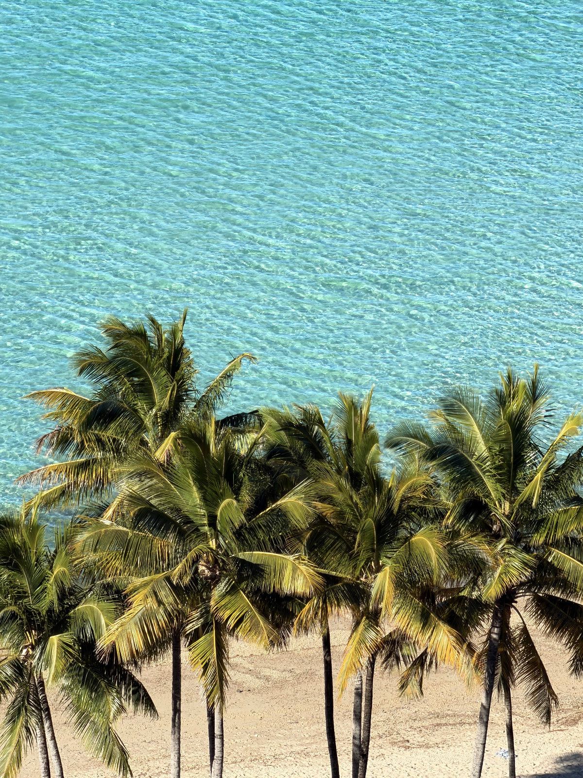 Palm Tree paradise