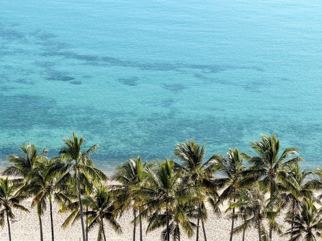 Palm Tree Paradise 