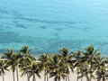 Palm Tree Paradise 