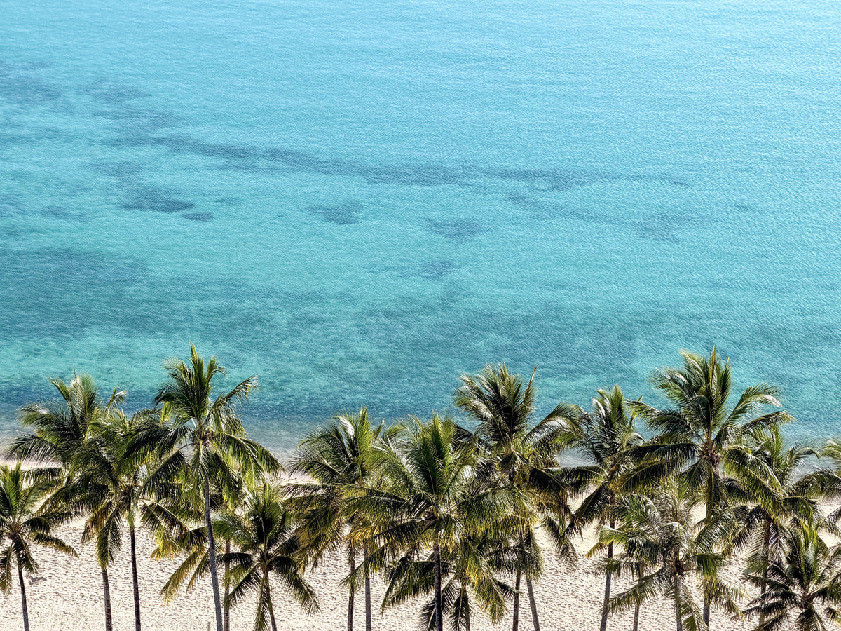 Palm Tree Paradise 