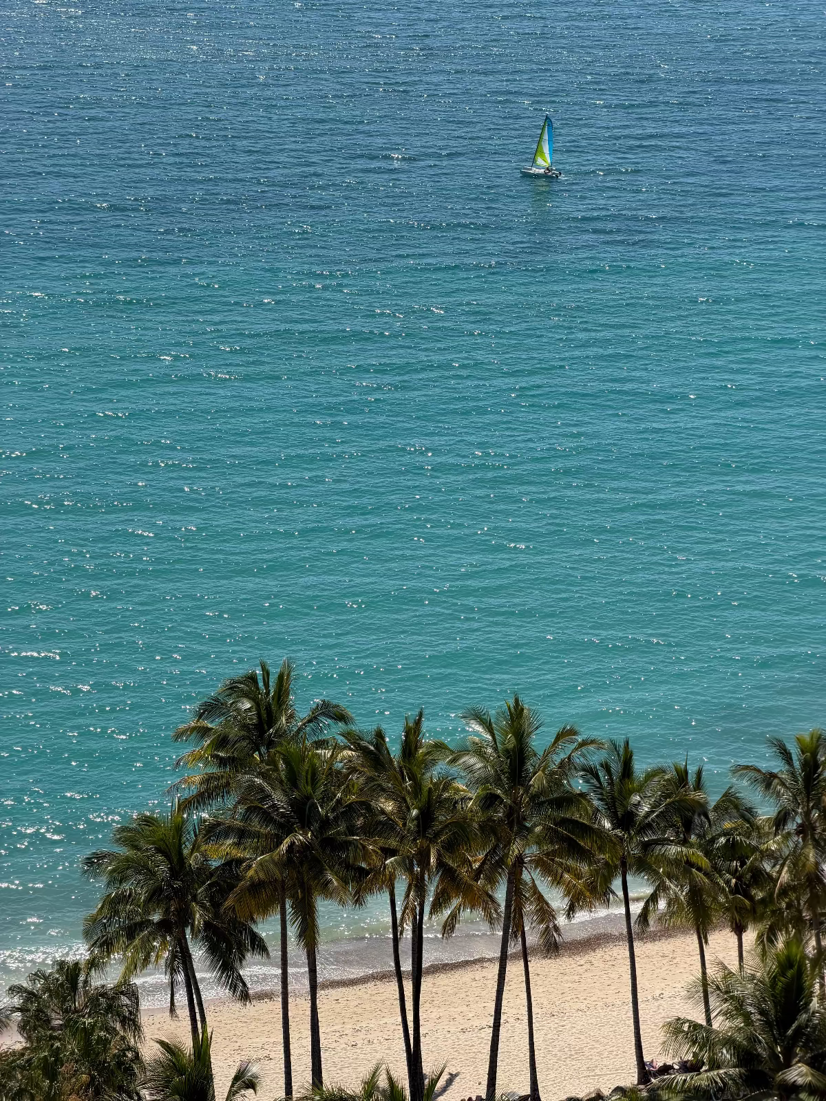Palm Tree Sail boat