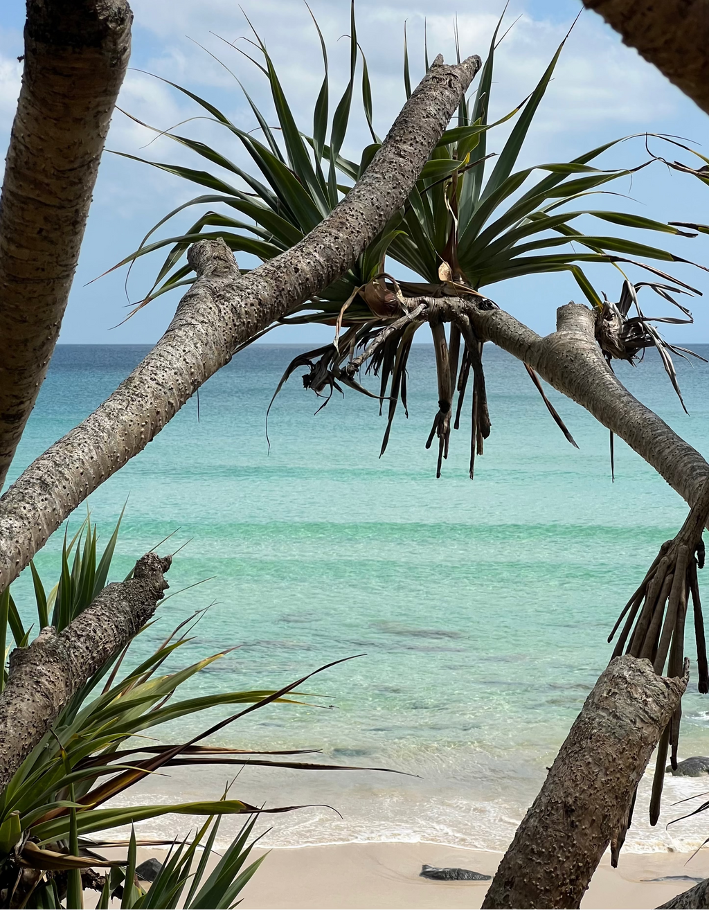 Rainbow Bay Australia close-up unframed print showing textured tree trunks and tropical foliage