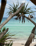 Rainbow Bay Australia close-up unframed print showing textured tree trunks and tropical foliage
