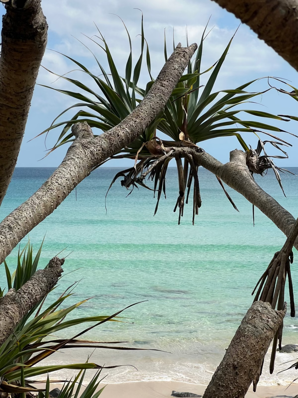 Rainbow Bay Australia unframed coastal wall art print with natural tree branch framing