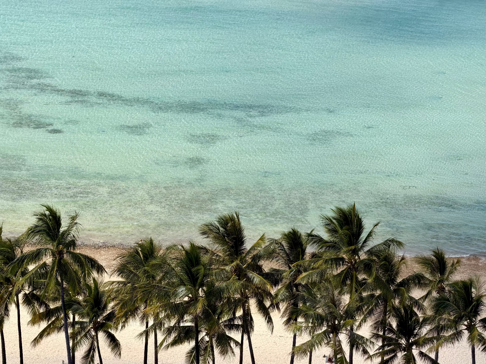 Reef View palm tree