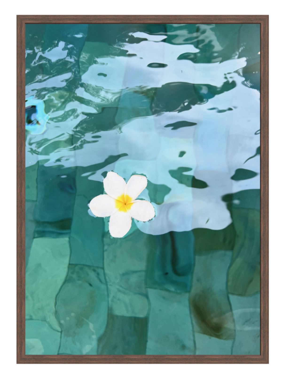 Chocolate Framed artwork of a white flower with a yellow center floating on water.