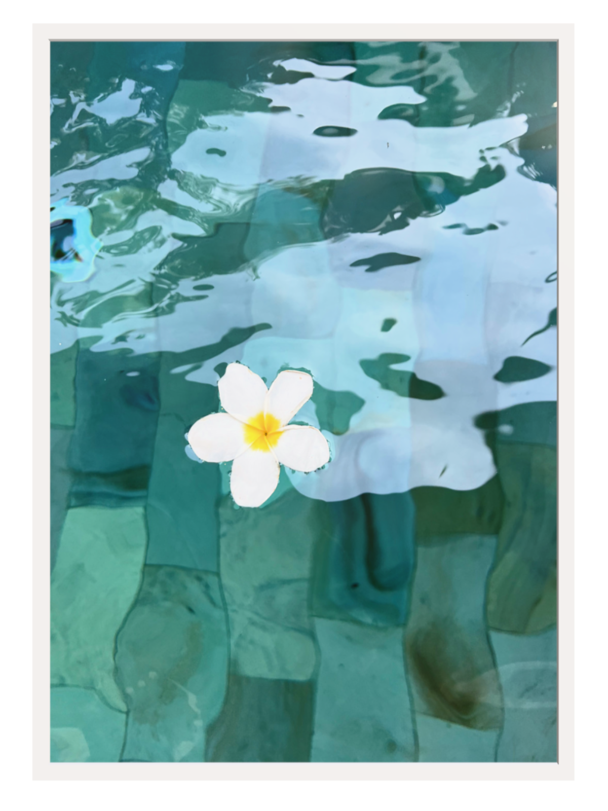 White flower floating on water with a blurred background